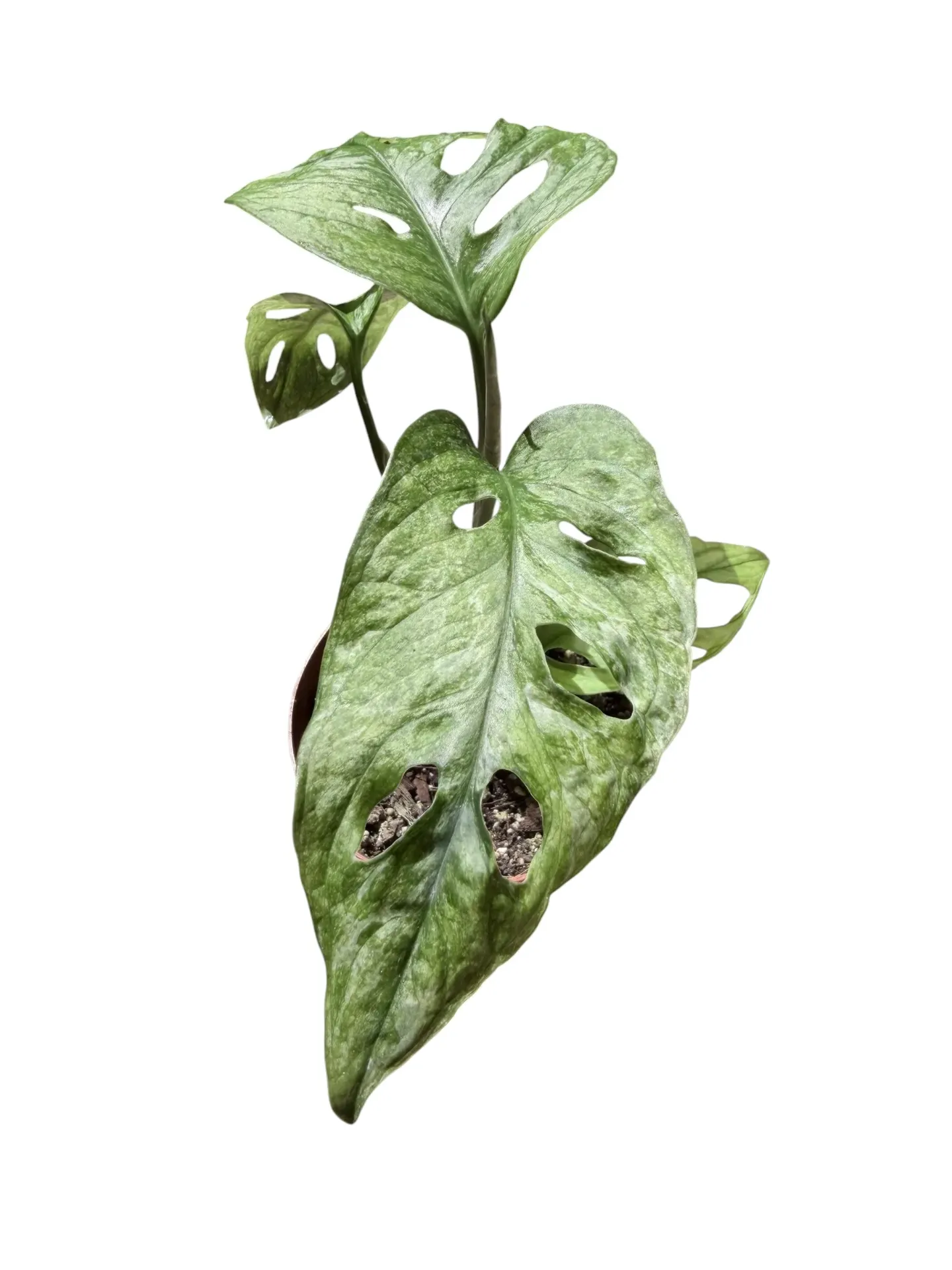 Monstera adansonii 'Mint' — Pot Ø 12 cm