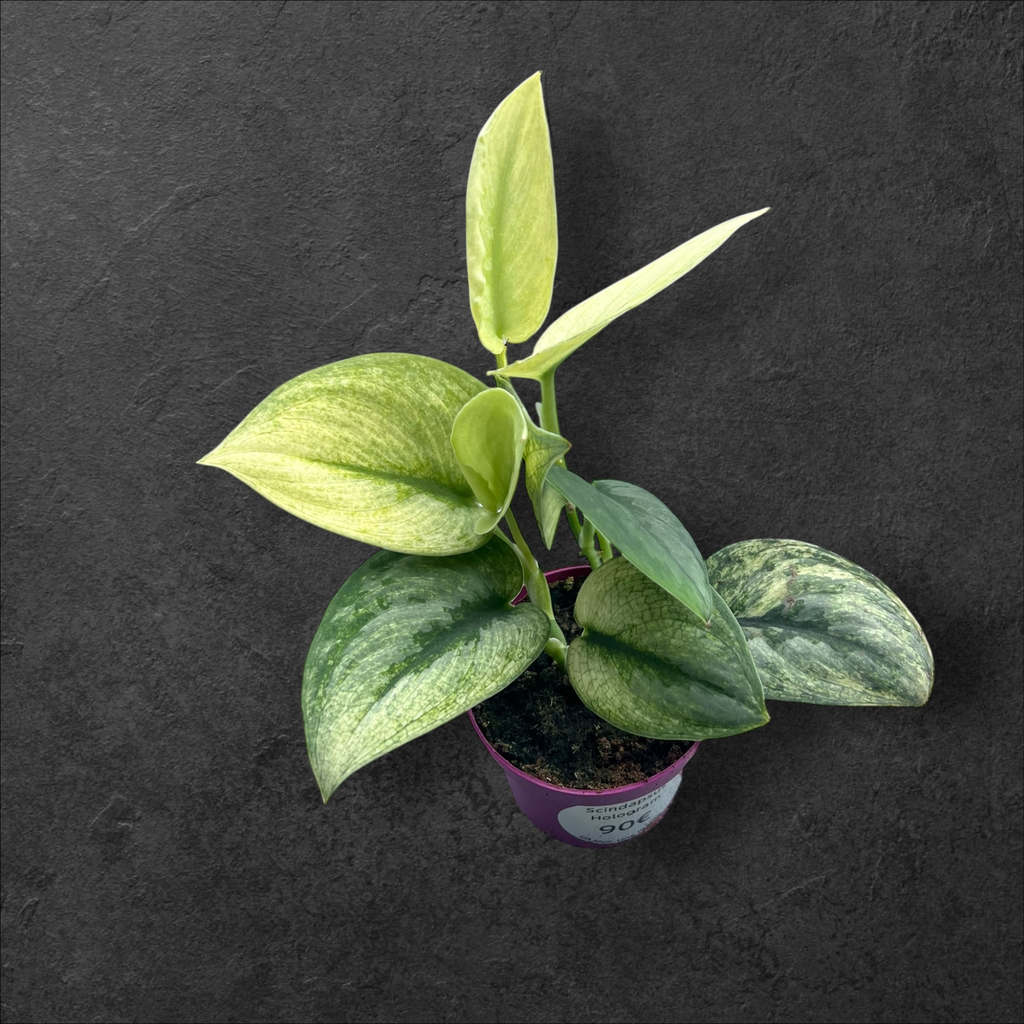 Scindapsus "Hologram"