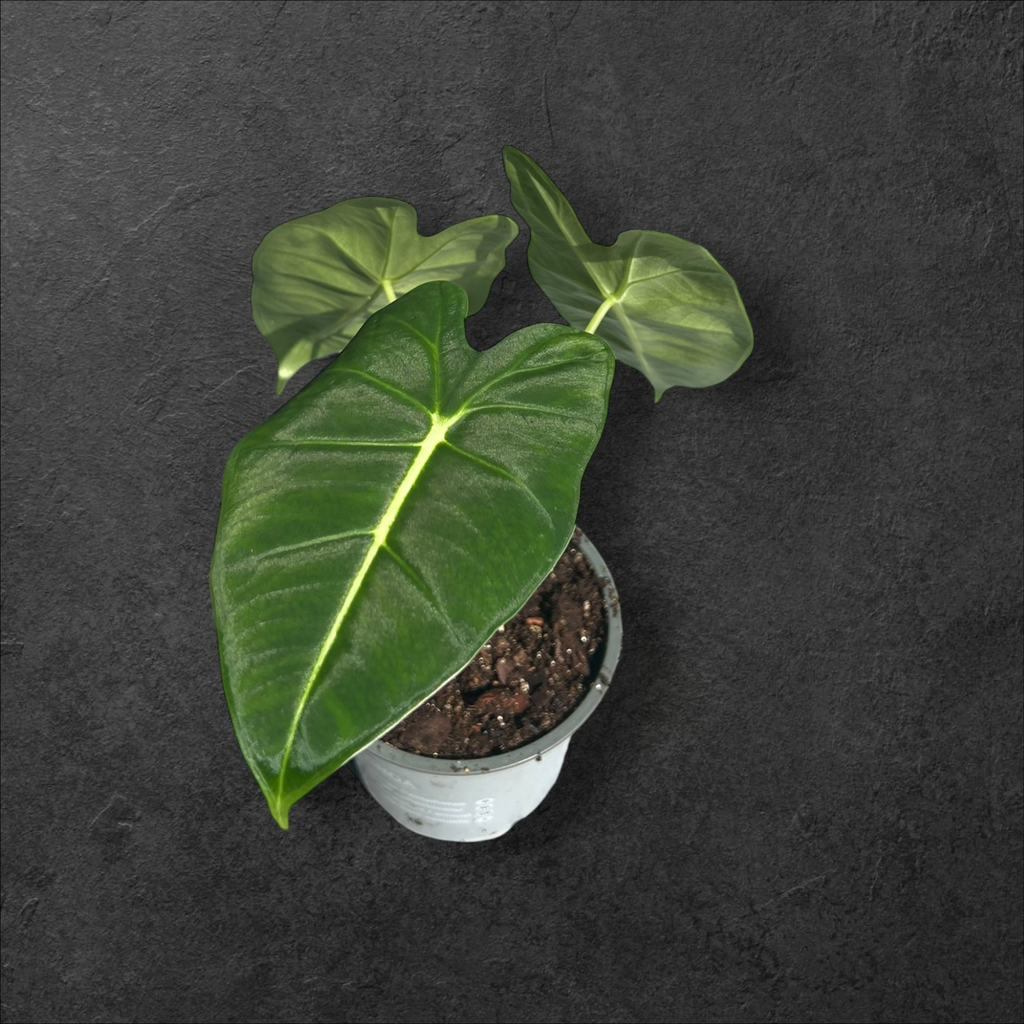 Alocasia Micholitziana