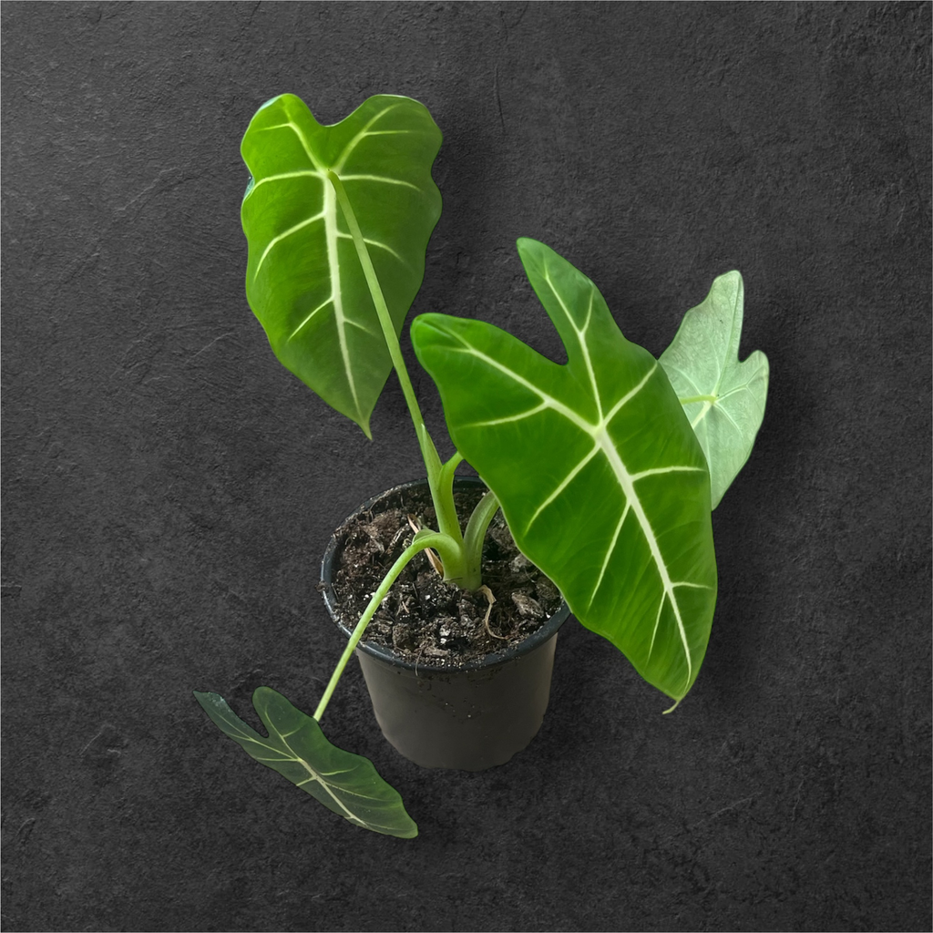 Alocasia Micholitziana