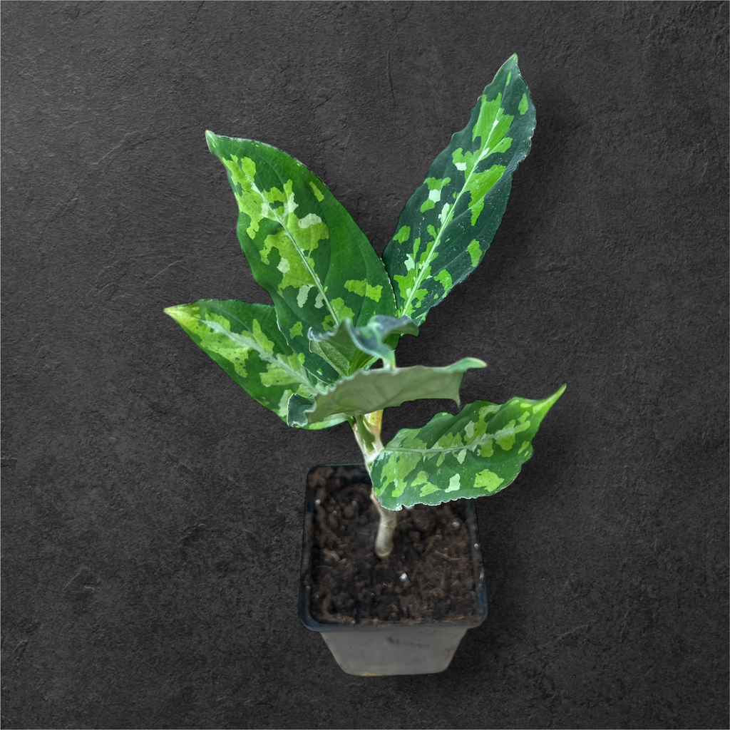 Aglaonema Pictum Tricolor 