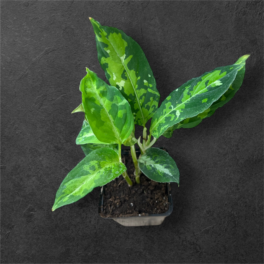 Aglaonema Pictum Tricolor 