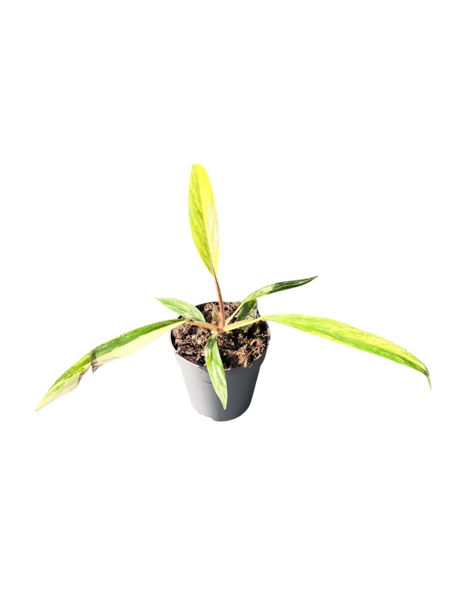 Philodendron 'Caramel Marble' — Pot Ø 10 cm