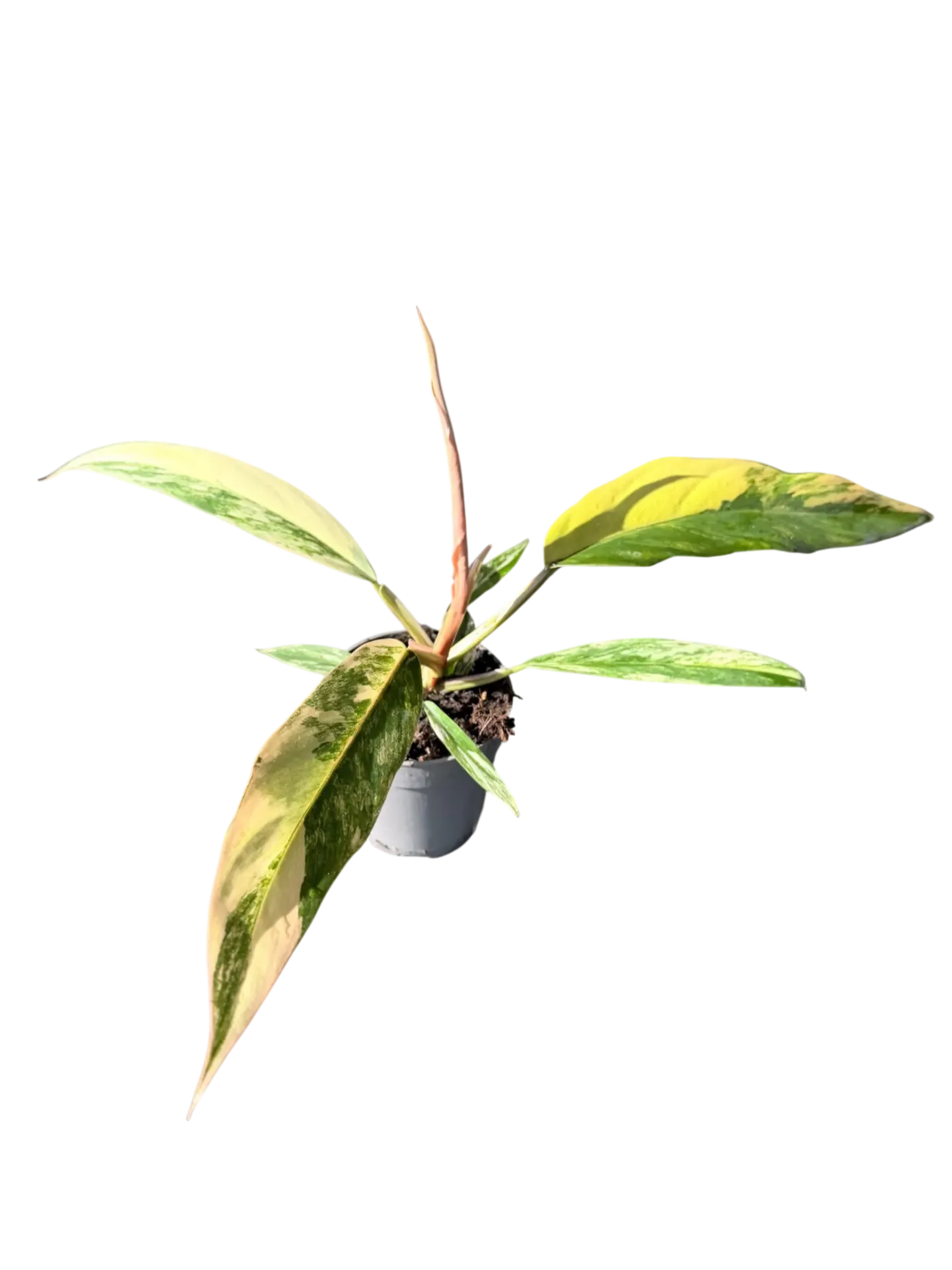 Philodendron 'Caramel Marble' — Pot Ø 10 cm