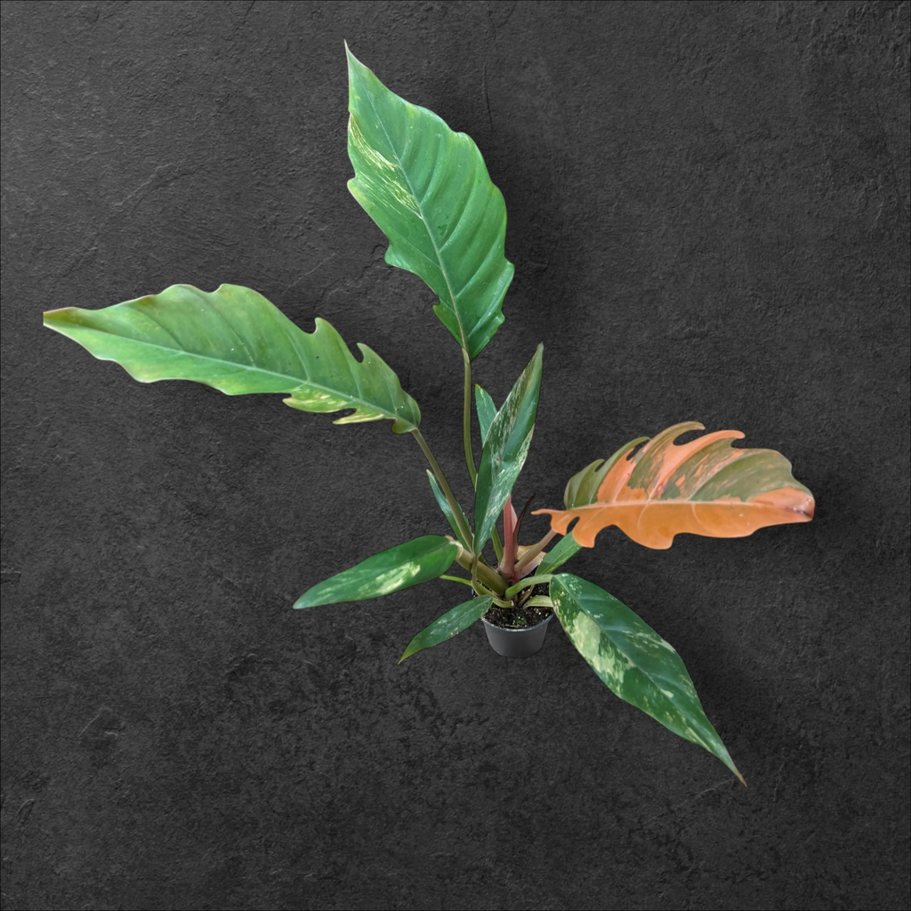 Philodendron Caramel Marble 
