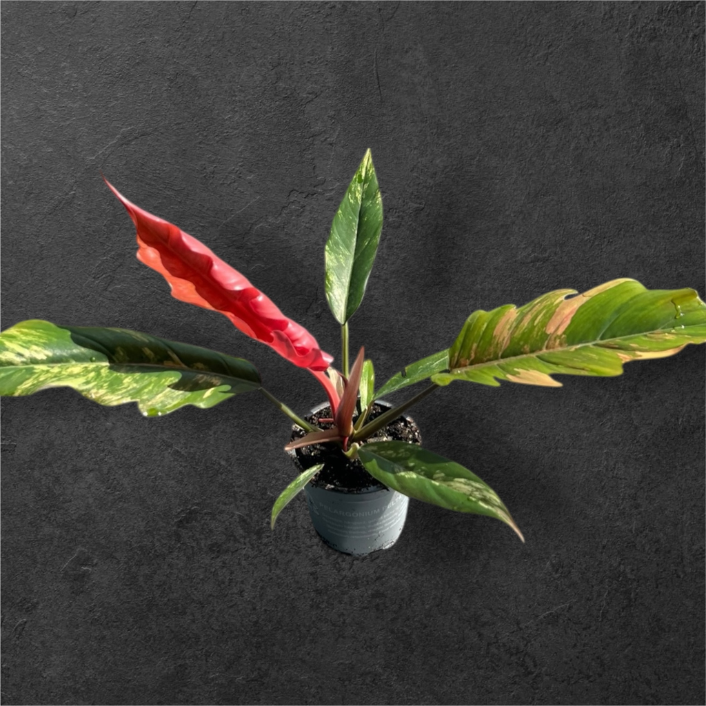 Philodendron Caramel Marble 
