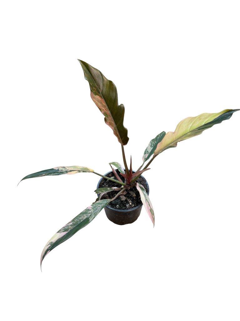 Philodendron Caramel Marble 