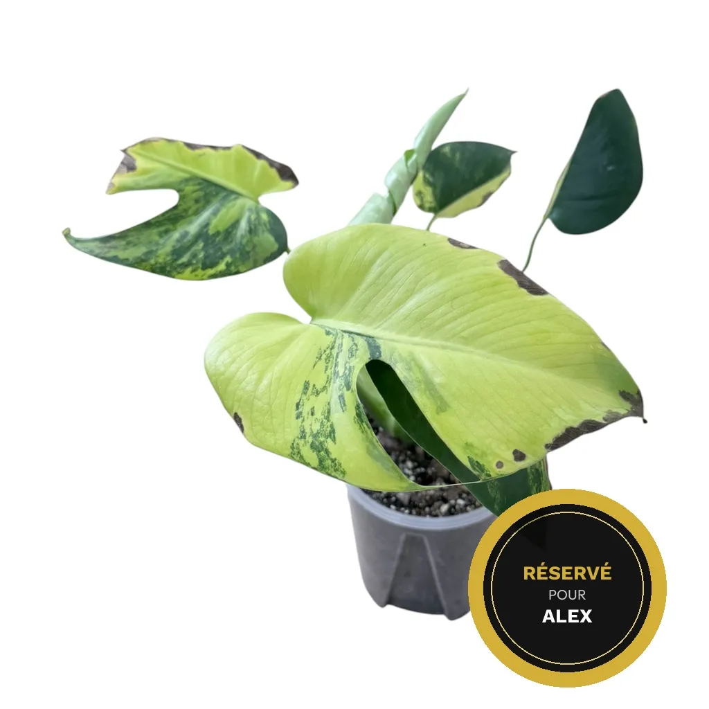 Monstera Aurea "Yellow Marilyn"