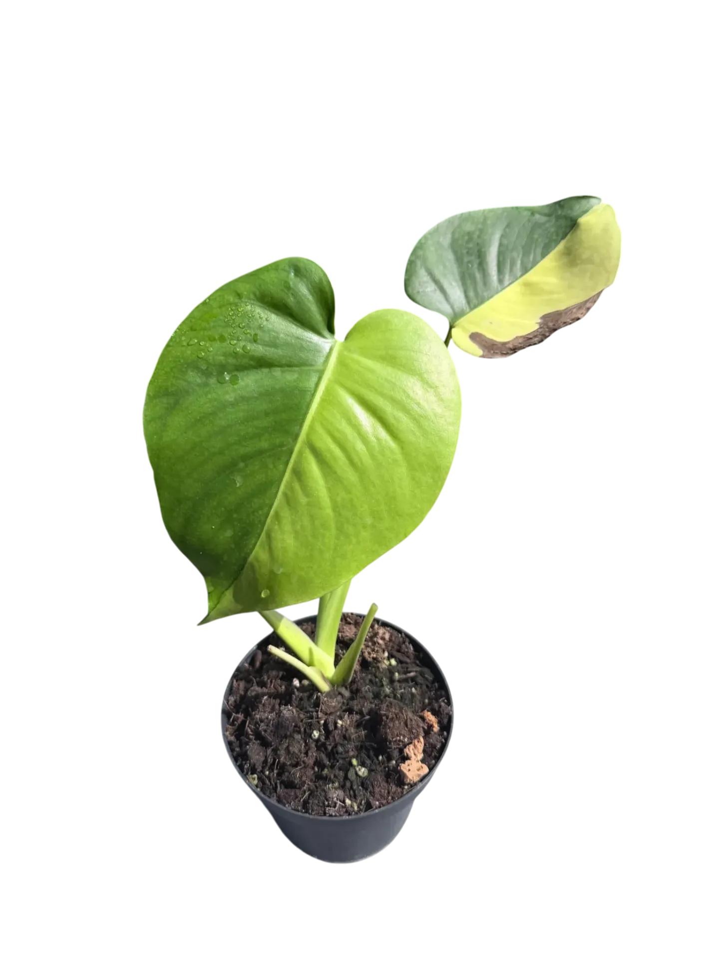 Monstera deliciosa 'Yellow Marylin' — Pot Ø 12 cm