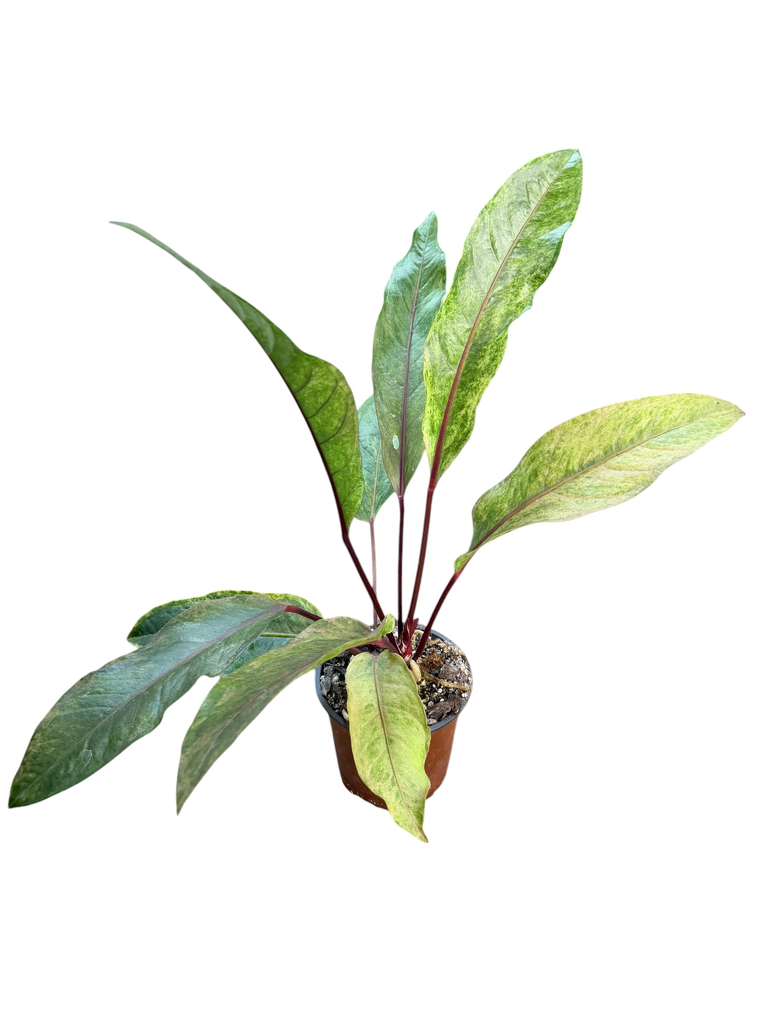 Anthurium Hookeri Variegata