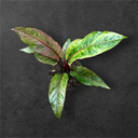 Anthurium Hookeri Variegata