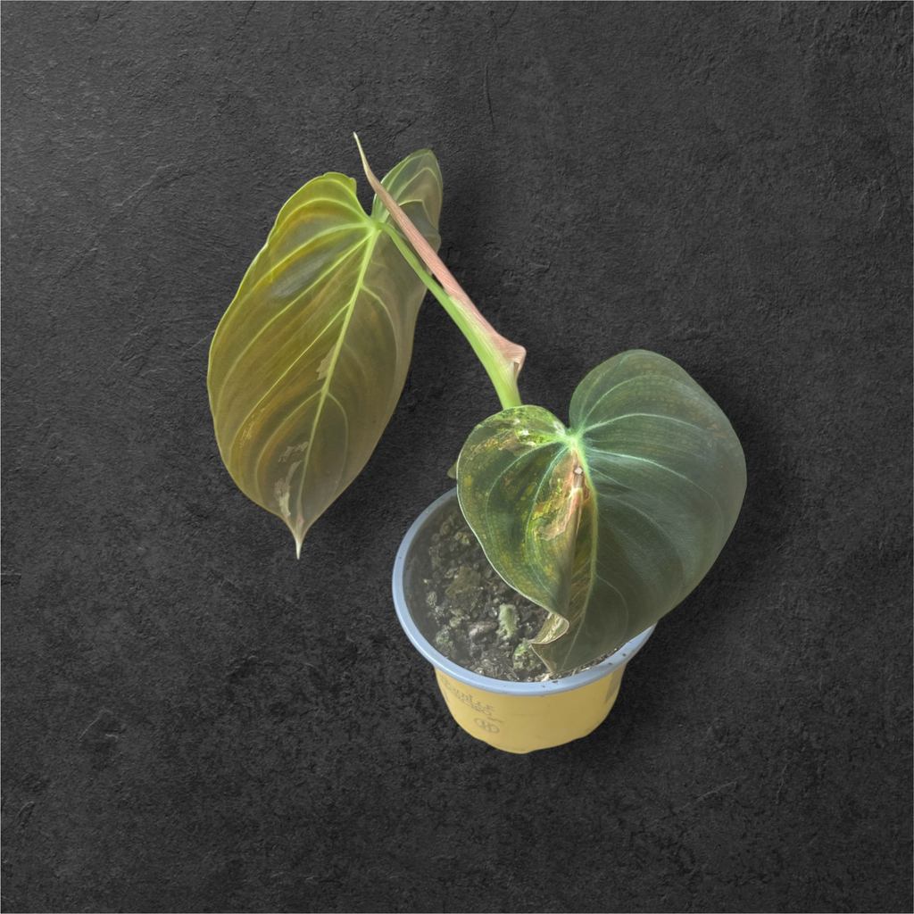 Philodendron Melanochrysum Variegata 