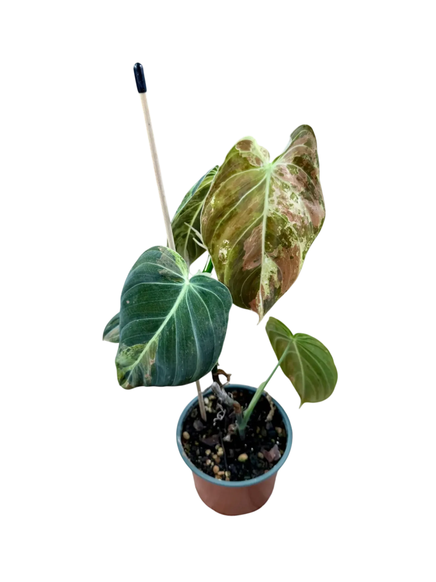 Philodendron Melanochrysum Variegata 