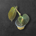 Philodendron Melanochrysum Variegata 