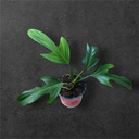 Philodendron Panduriform