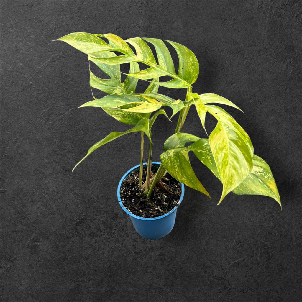 Epipremnum Pinnatum Cintho « Goldfinger »