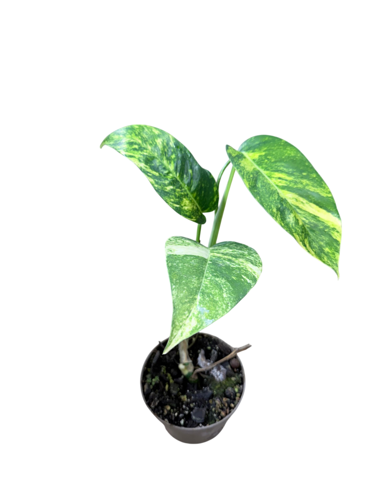 Epipremnum pinnatum "Cintho Goldfinger" — Pot Ø 12 cm