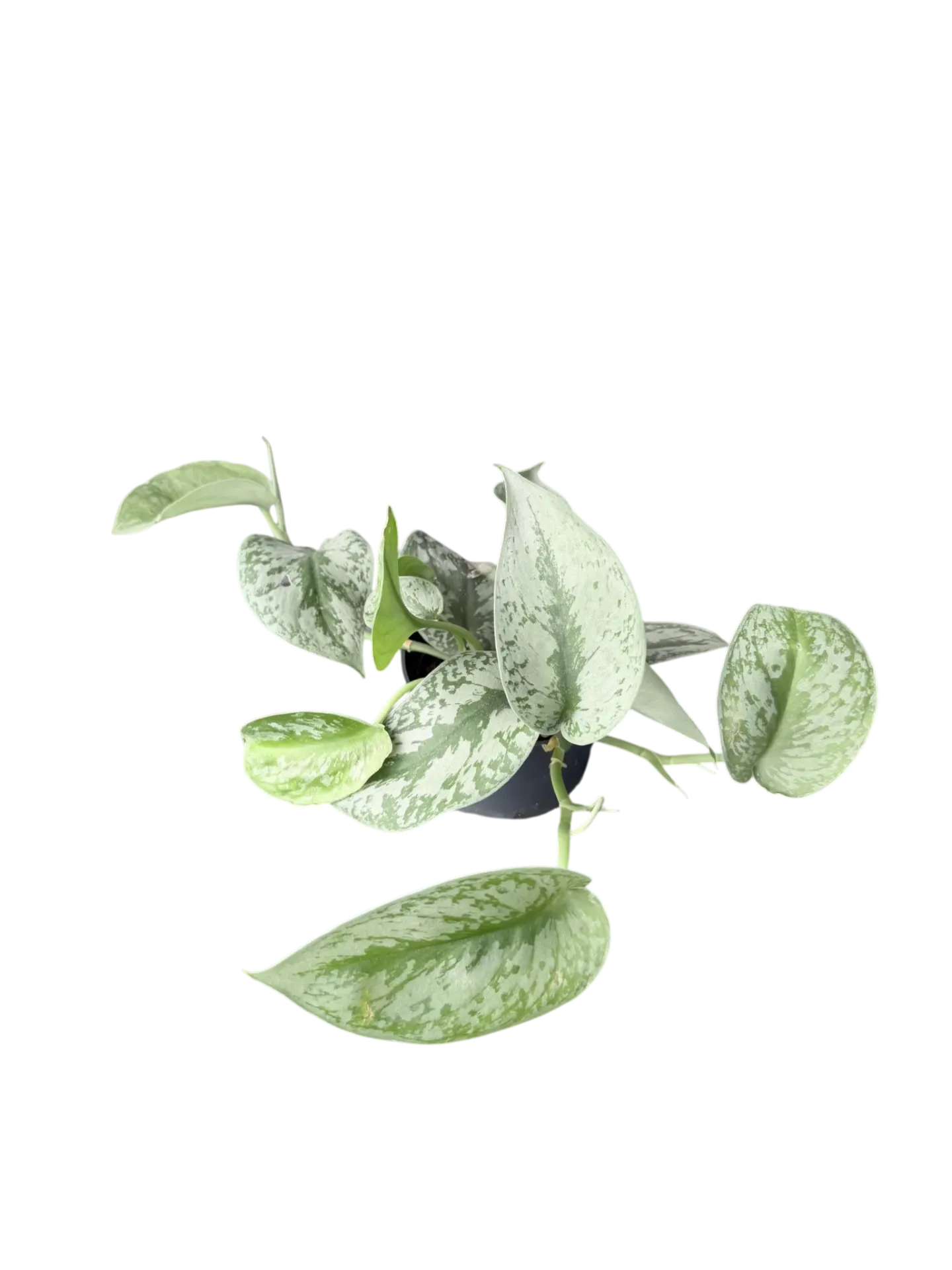 Scindapsus pictus 'Exotica' — Pot Ø 12cm