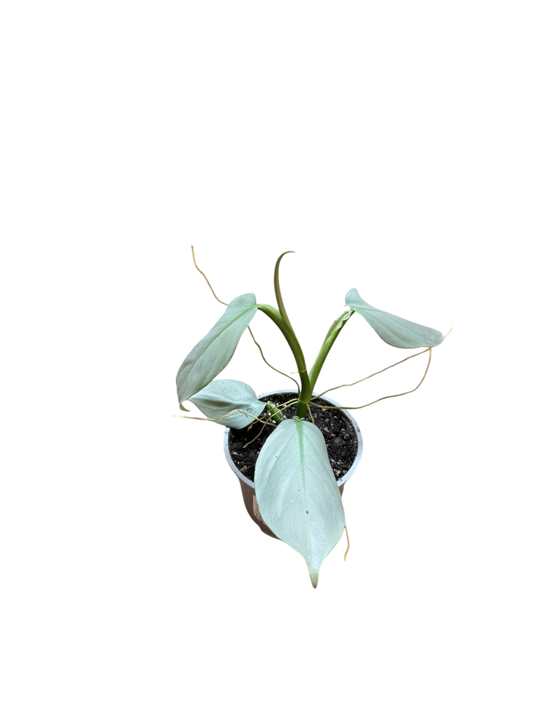 Philodendron Silver Sword 