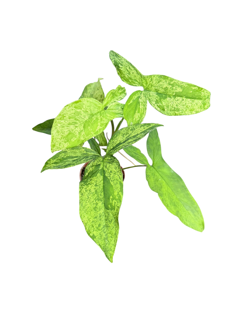 Syngonium « Mojito »