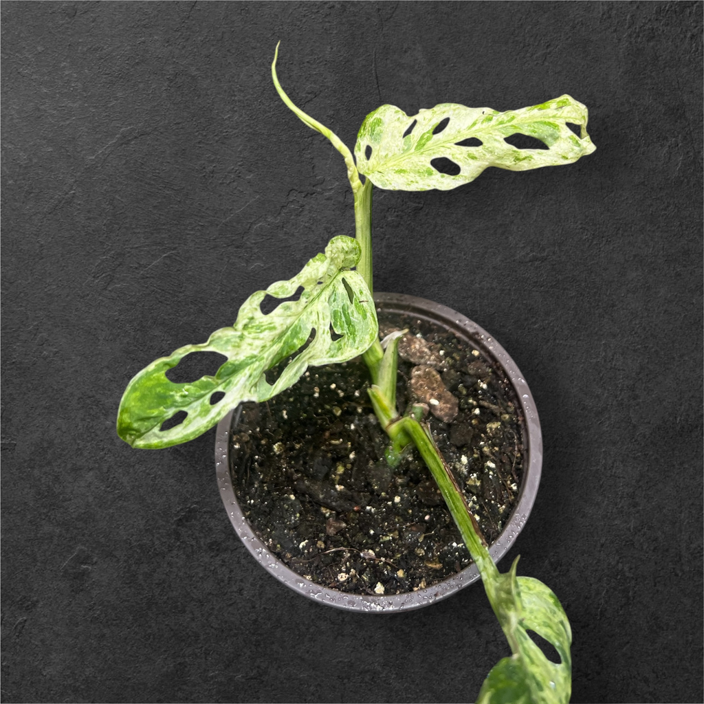 Monstera Adansonii « Frozen »