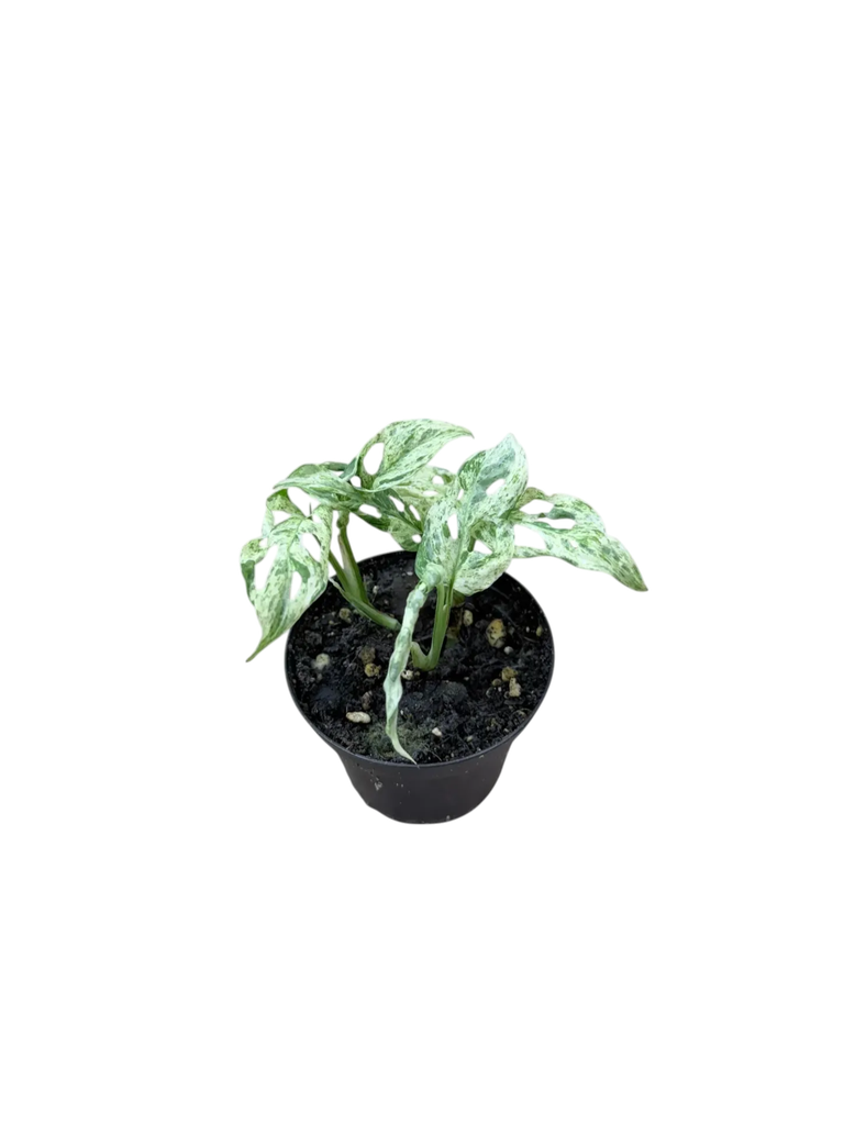 Monstera adansonii 'Frozen' — Pot Ø 10 cm