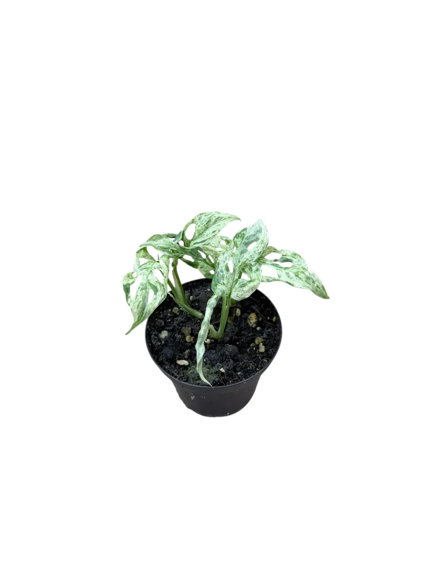 Monstera adansonii 'Frozen' — Pot Ø 10 cm