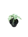 Monstera adansonii 'Frozen' — Pot Ø 10 cm