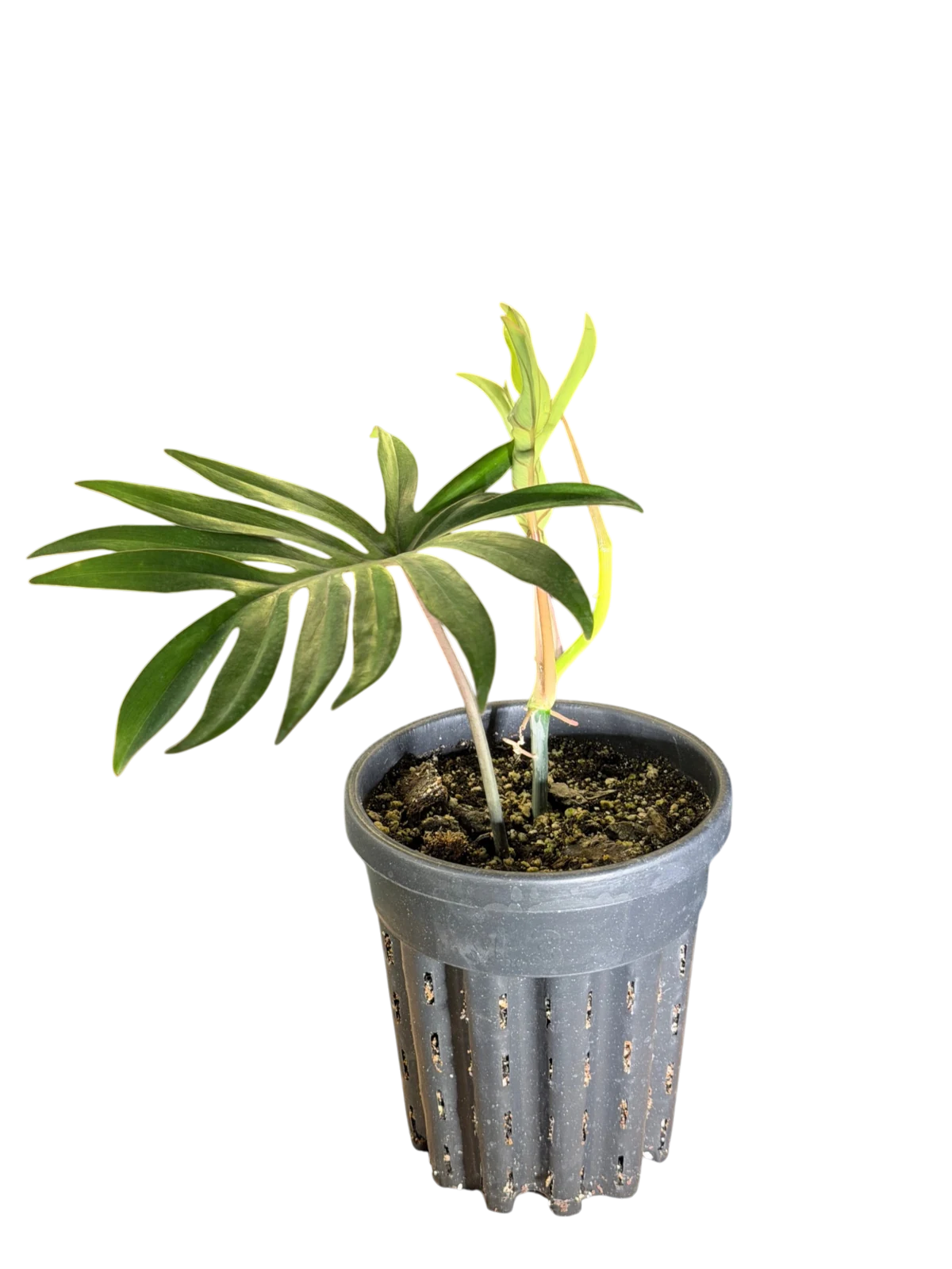 Philodendron mayoii — Pot Ø 12 cm