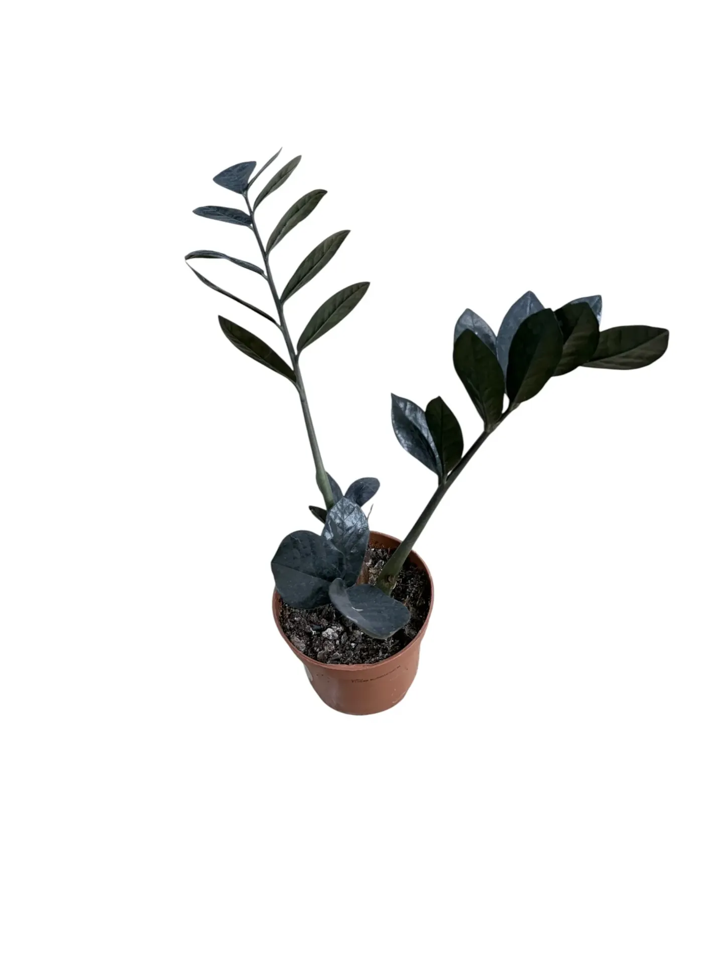 Zamioculcas zamiifolia 'Raven Black ' — Pot Ø 12 cm