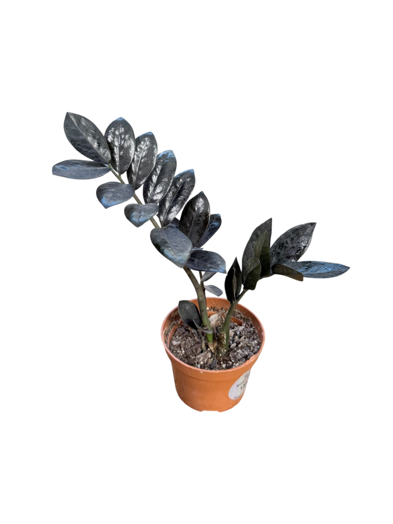 Zamioculcas zamiifolia « Raven Black » 