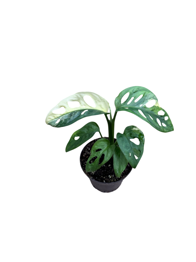 Monstera adansonii 'Variegata' — Pot Ø 10 cm