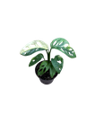Monstera adansonii 'Variegata' — Pot Ø 10 cm