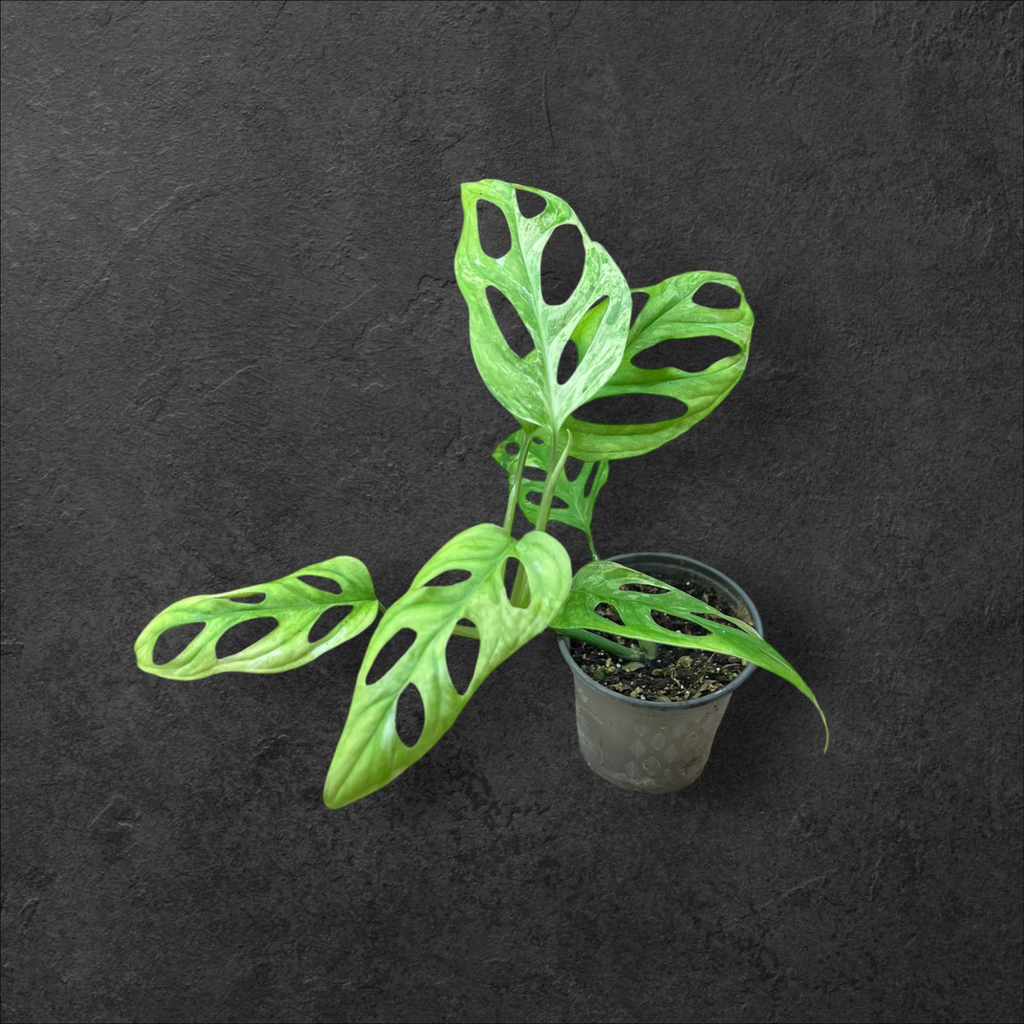 Monstera adansonii « indonesian marble »