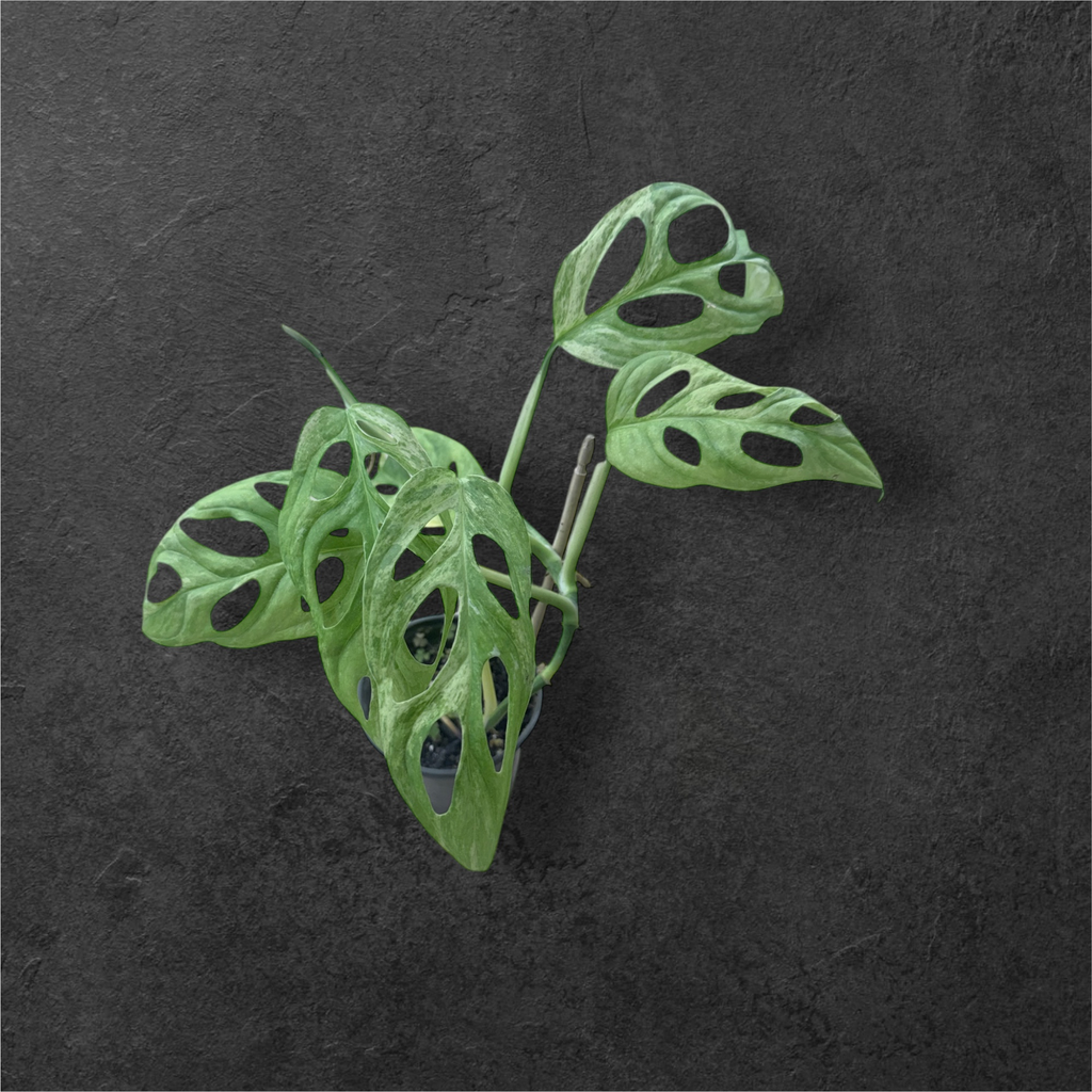 Monstera adansonii « indonesian marble »