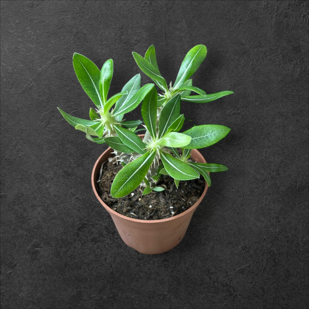 PachyPodium decorum densiflorum 