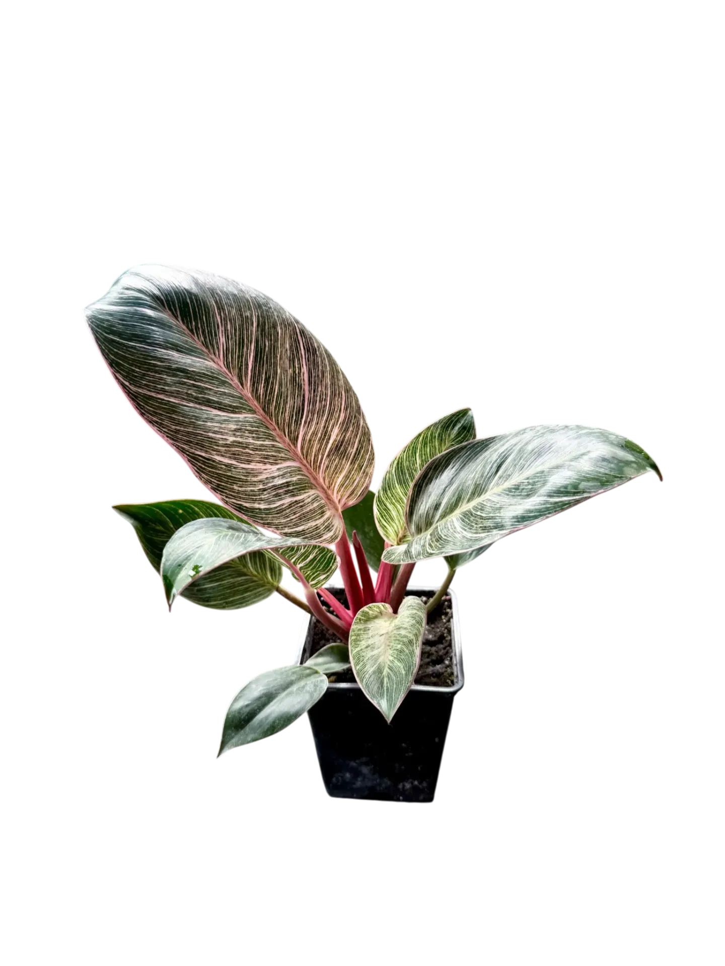 Philodendron 'Pink Birkin' — Pot Ø 12 cm