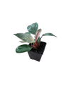 Philodendron 'Pink Birkin' — Pot Ø 12 cm