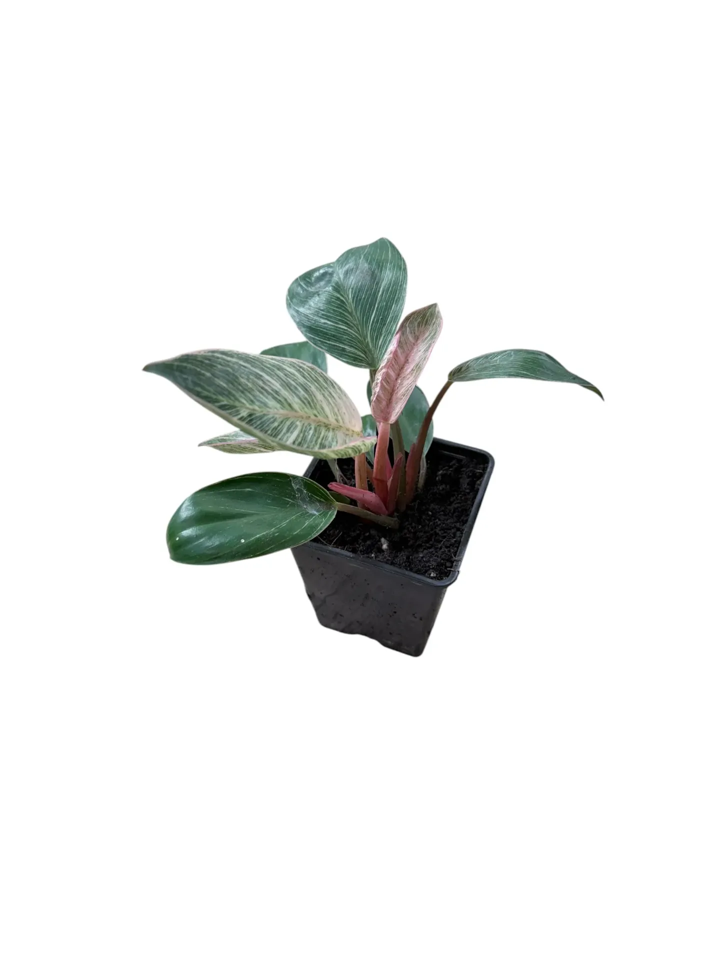 Philodendron 'Pink Birkin' — Pot Ø 12 cm