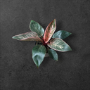 Philodendron « Pink Birkin »