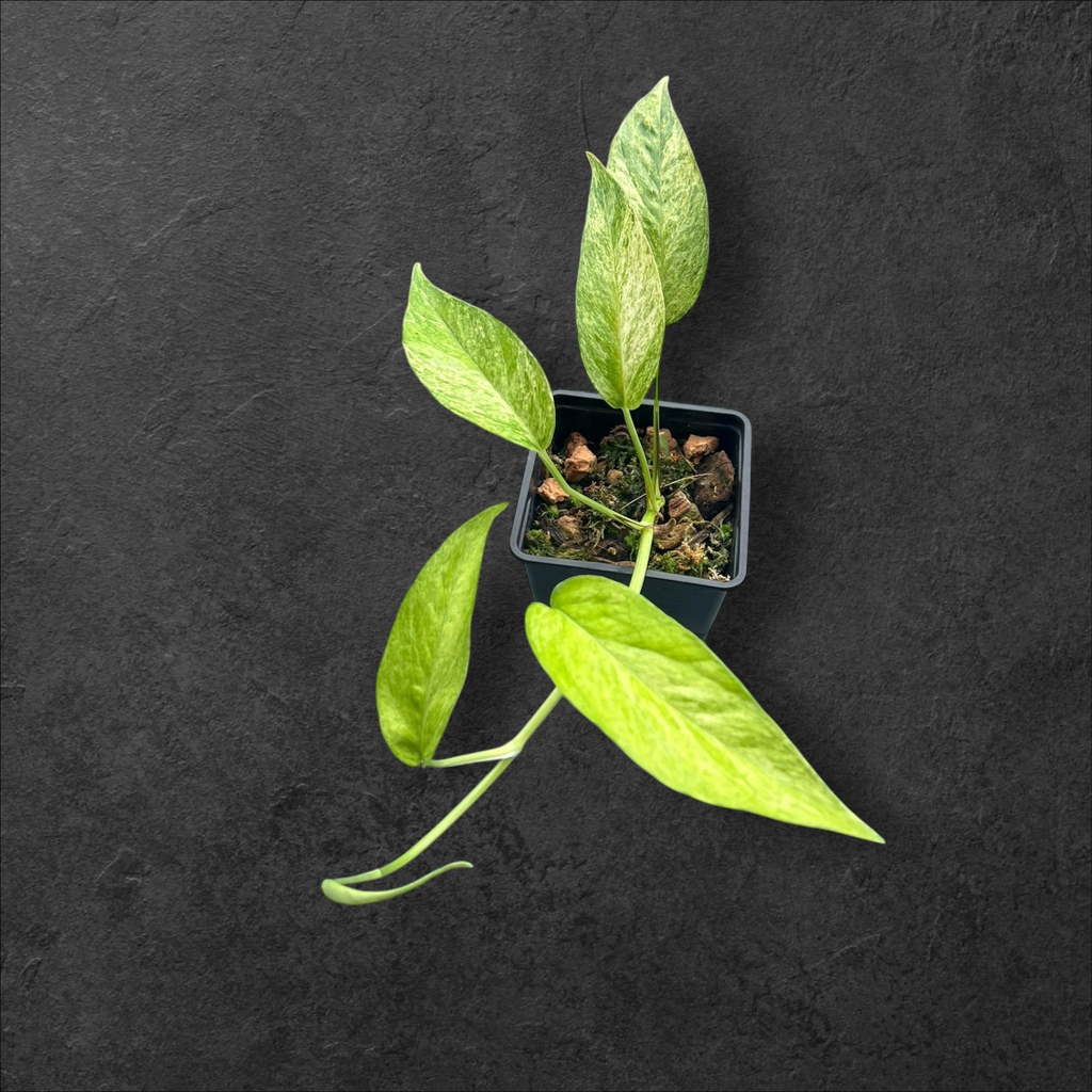 Epipremnum Pinnatum « Mint »