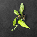 Epipremnum Pinnatum « Mint »