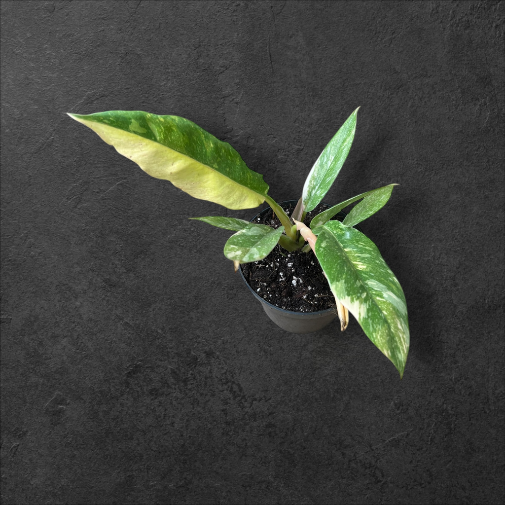 Philodendron « Ring of Fire »