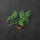 Monstera Obliqua Peru (3 pieds) 