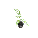 Monstera Obliqua Peru