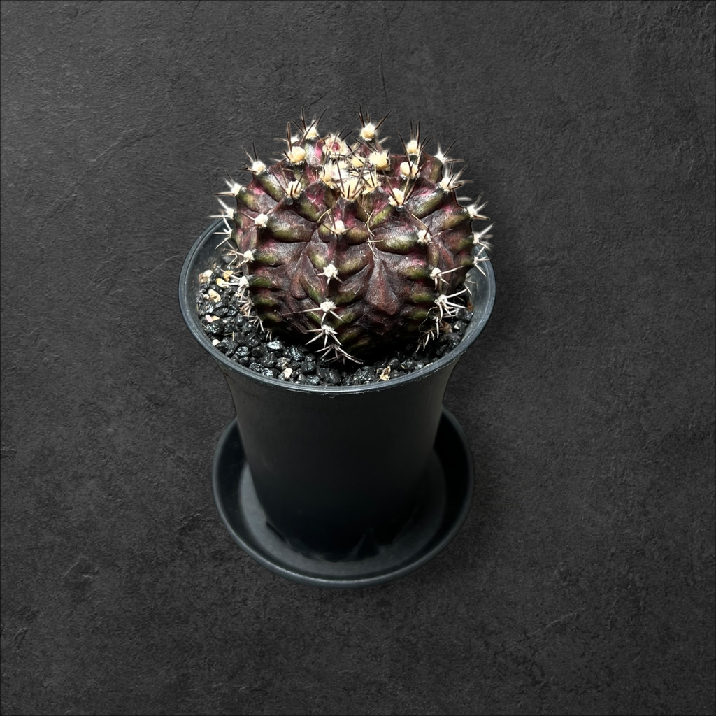 Gymnocalicium « T-rex pink »