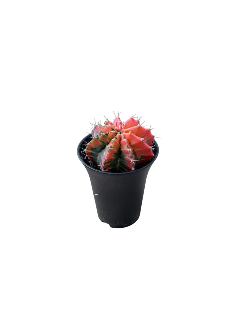 Gymnocalycium mihanovichii variegata — Pot Ø 7 cm