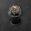 Gymnocalicium « T-rex pink »