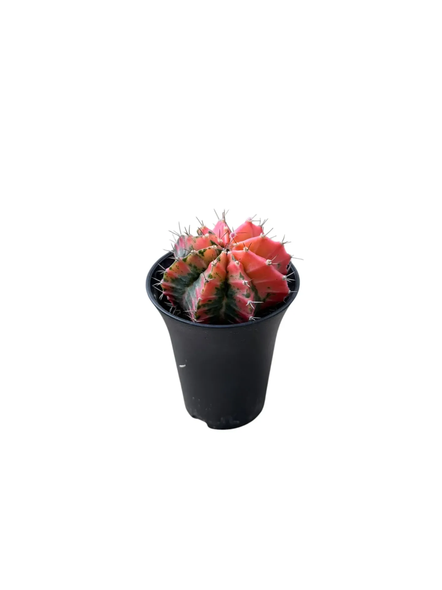 Gymnocalycium mihanovichii variegata — Pot Ø 7 cm