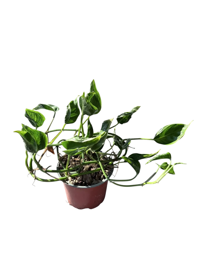 Epipremnum pinnatum 'Shangri La' — Pot Ø 12 cm